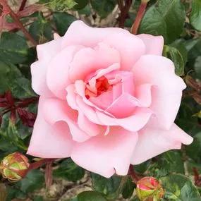 Valentine Heart Rose (Rose Valentine Heart) 1